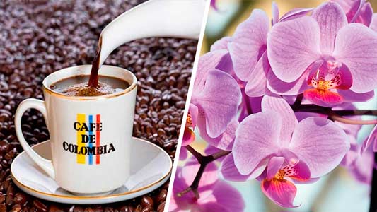 ACTIVITIES - Coffee Farm + Orchid Museum